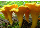 лисички грибы,лечение грибами